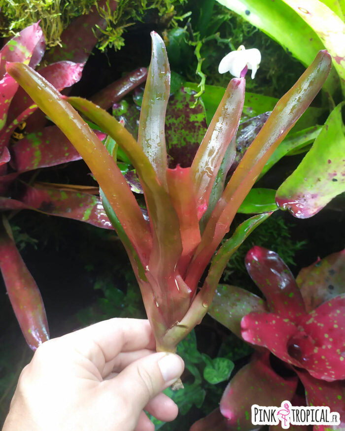Neoregelia Rien's Pride