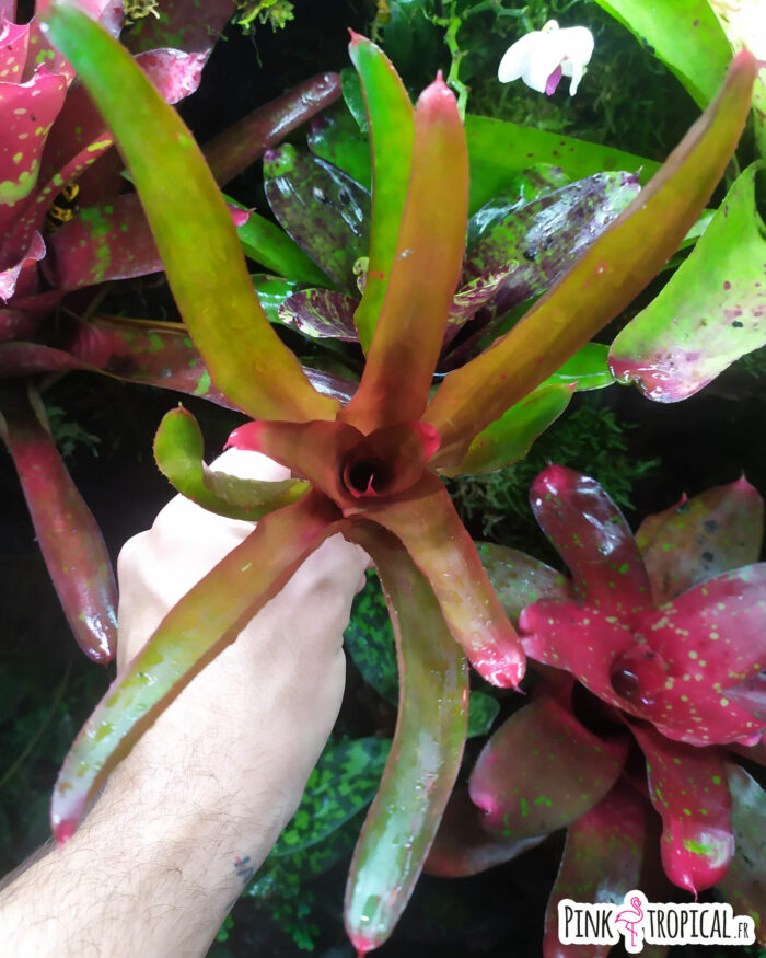 Neoregelia Rien's Pride – Image 2