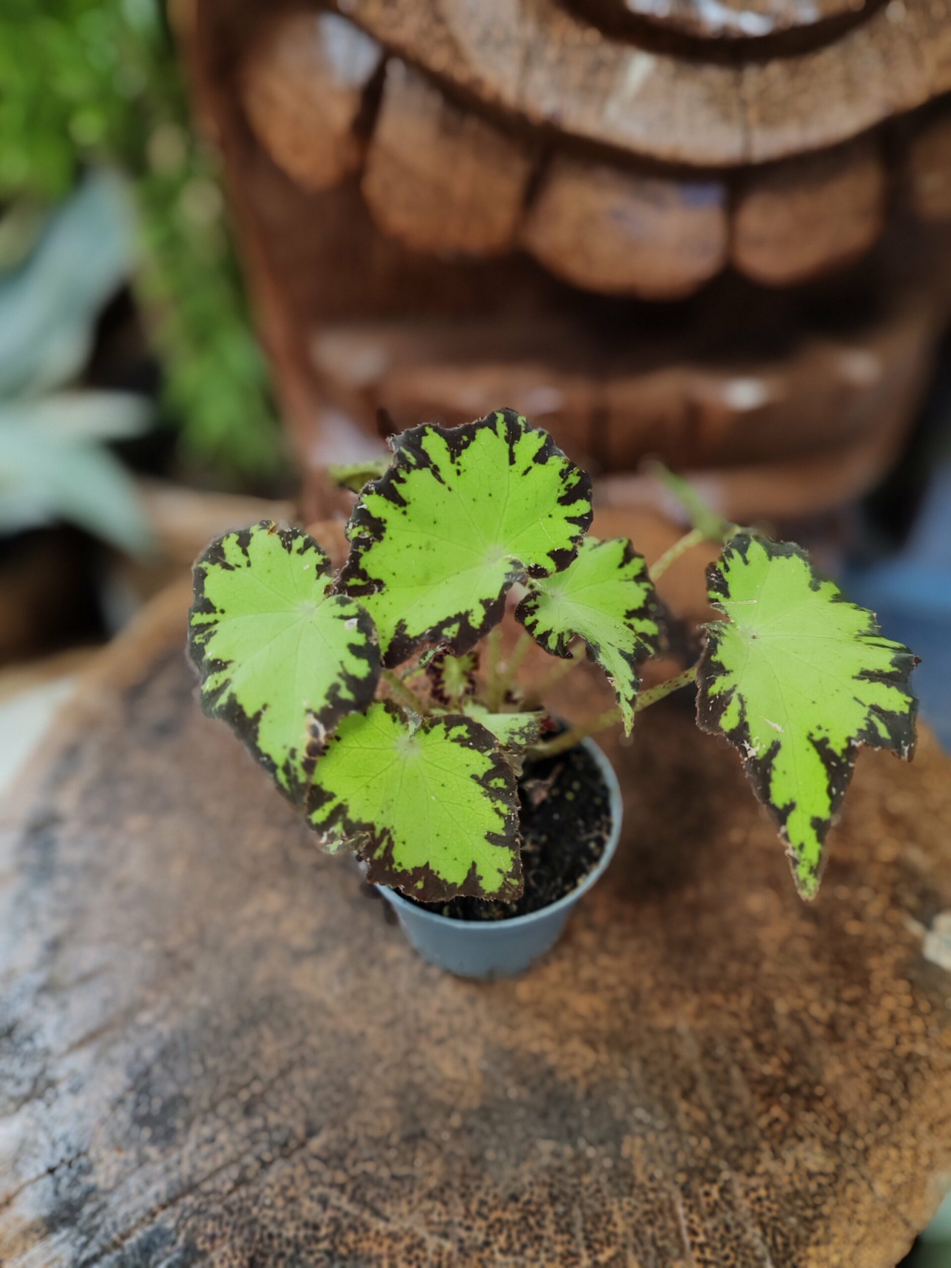 Begonia green – Image 2