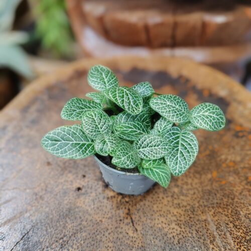 Fittonia sp "green"