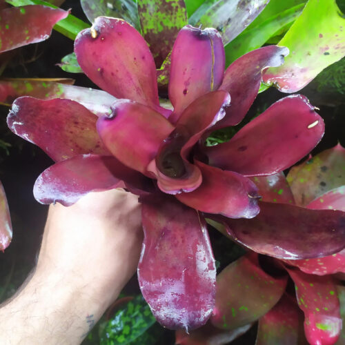 Neoregelia Grapevine