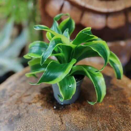 Dracaena fragrans "Green light"