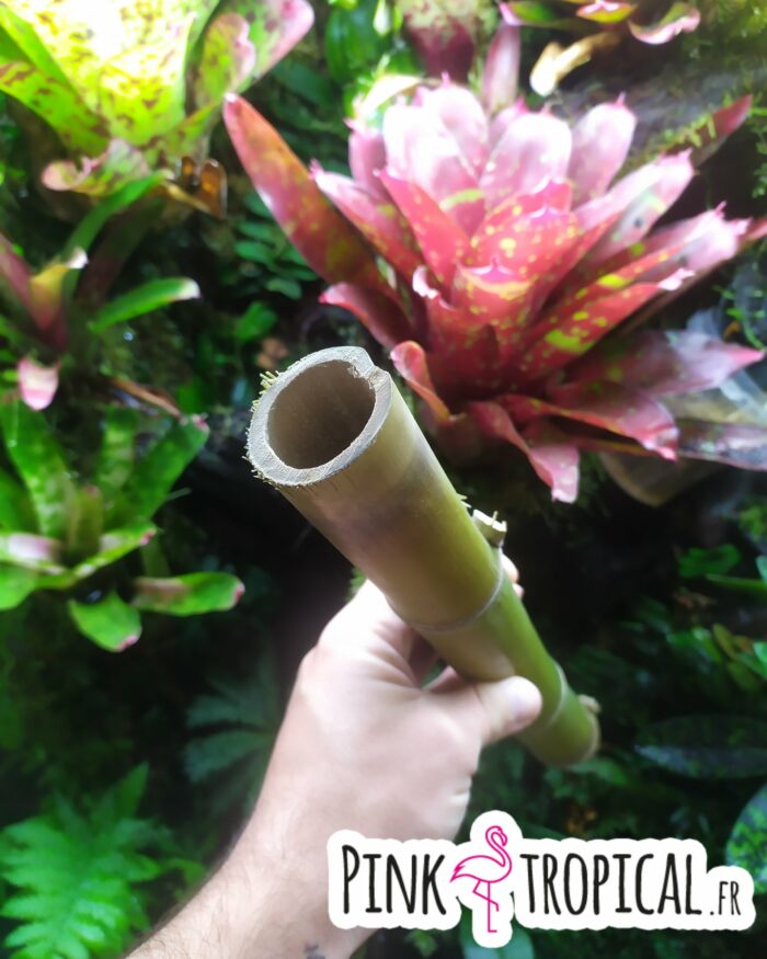 Bambou naturel de 60-70cm et environ Ø4cm – Image 3