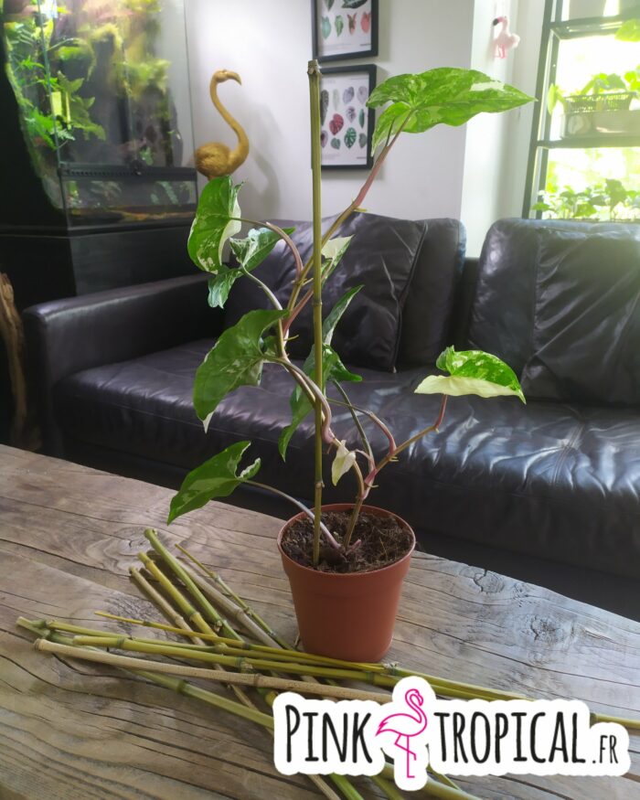 Tuteur naturel en bambou - 35/40cm