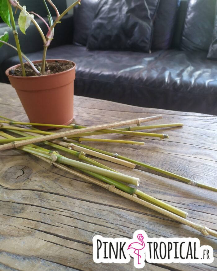 Tuteur naturel en bambou - 35/40cm – Image 3