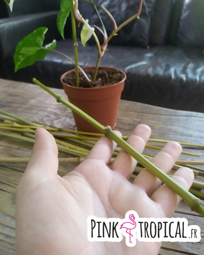 Tuteur naturel en bambou - 35/40cm – Image 2