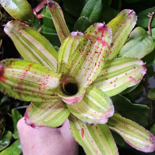 Neoregelia Chili Verde
