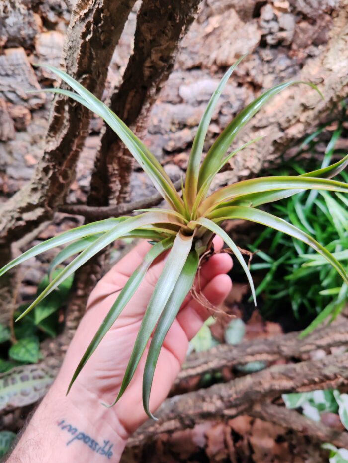 Tillandsia capitata var. Peach