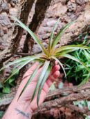 Tillandsia capitata var. Peach