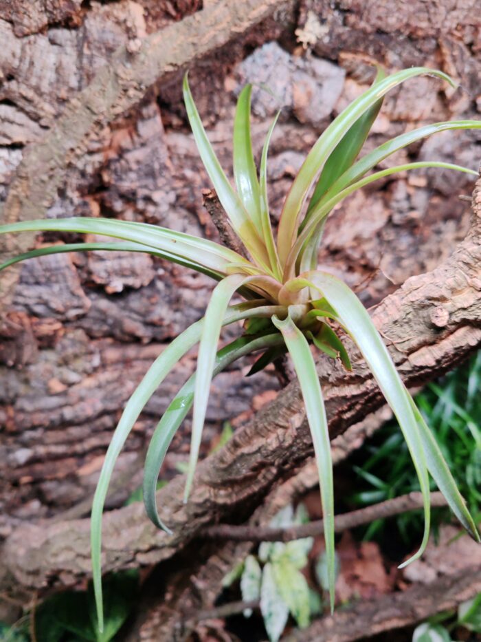 Tillandsia capitata var. Peach – Image 2