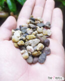 Sable "Riviera" en vrac - pot de 500g