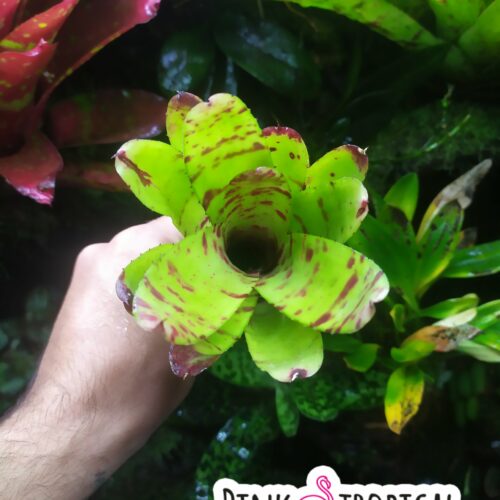 Neoregelia Tropical storm