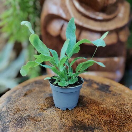 Fougère - Phlebadium blue star