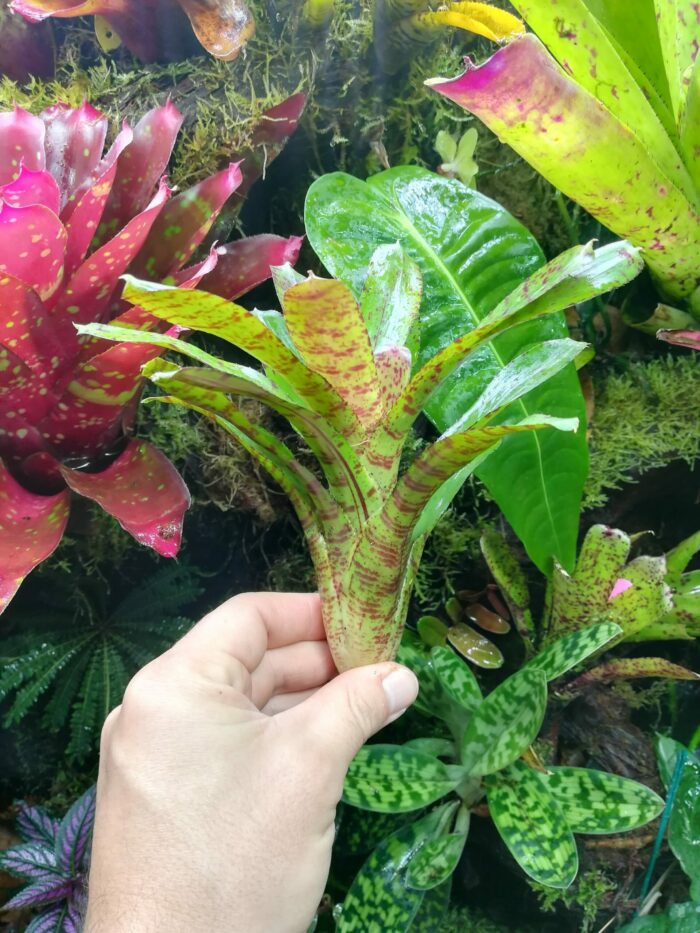 Neoregelia Rubrifolia x Spottet
