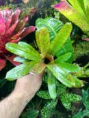 Neoregelia Rubrifolia x Spottet