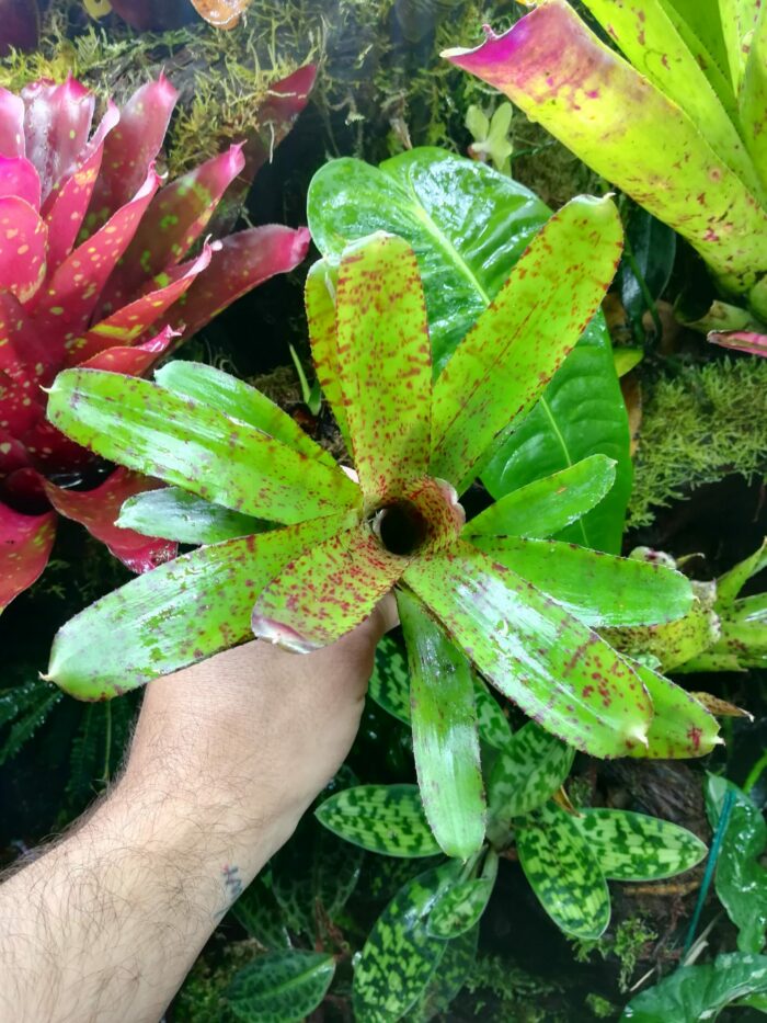 Neoregelia Rubrifolia x Spottet – Image 2