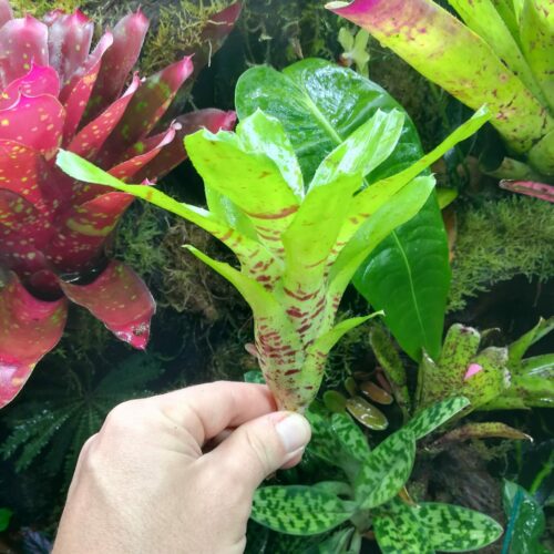 Neoregelia Tigrina hybrid