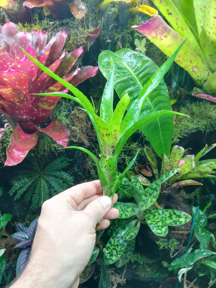 Neoregelia Anteia