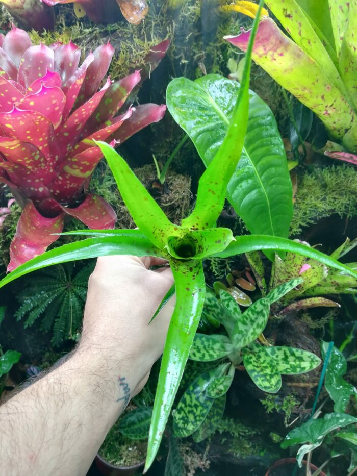 Neoregelia Anteia – Image 2