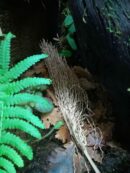 Branche de palmier - 30/50cm