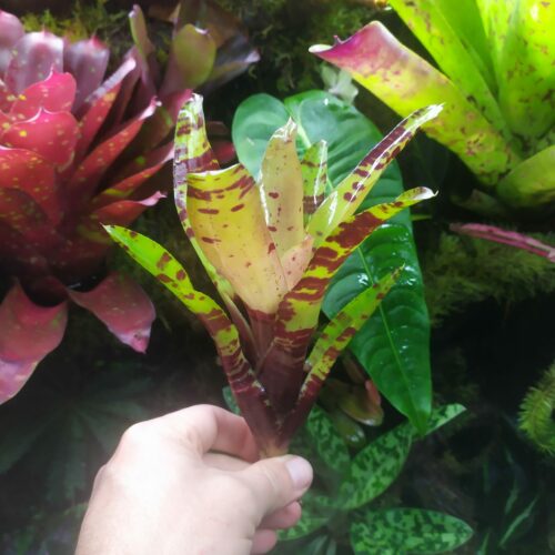 Neoregelia Chocolate Sauce