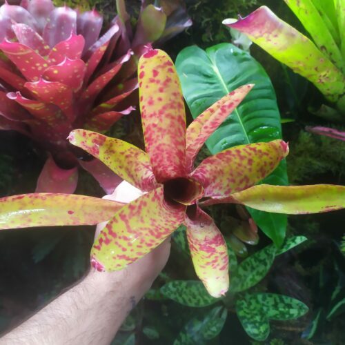 Neoregelia Strawberry Hill
