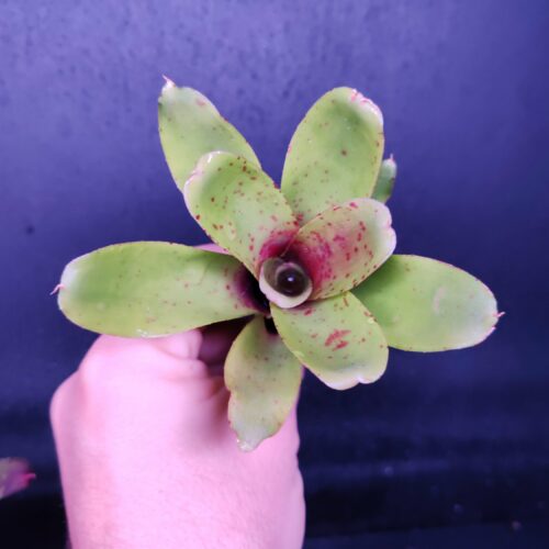 Neoregelia Narciss