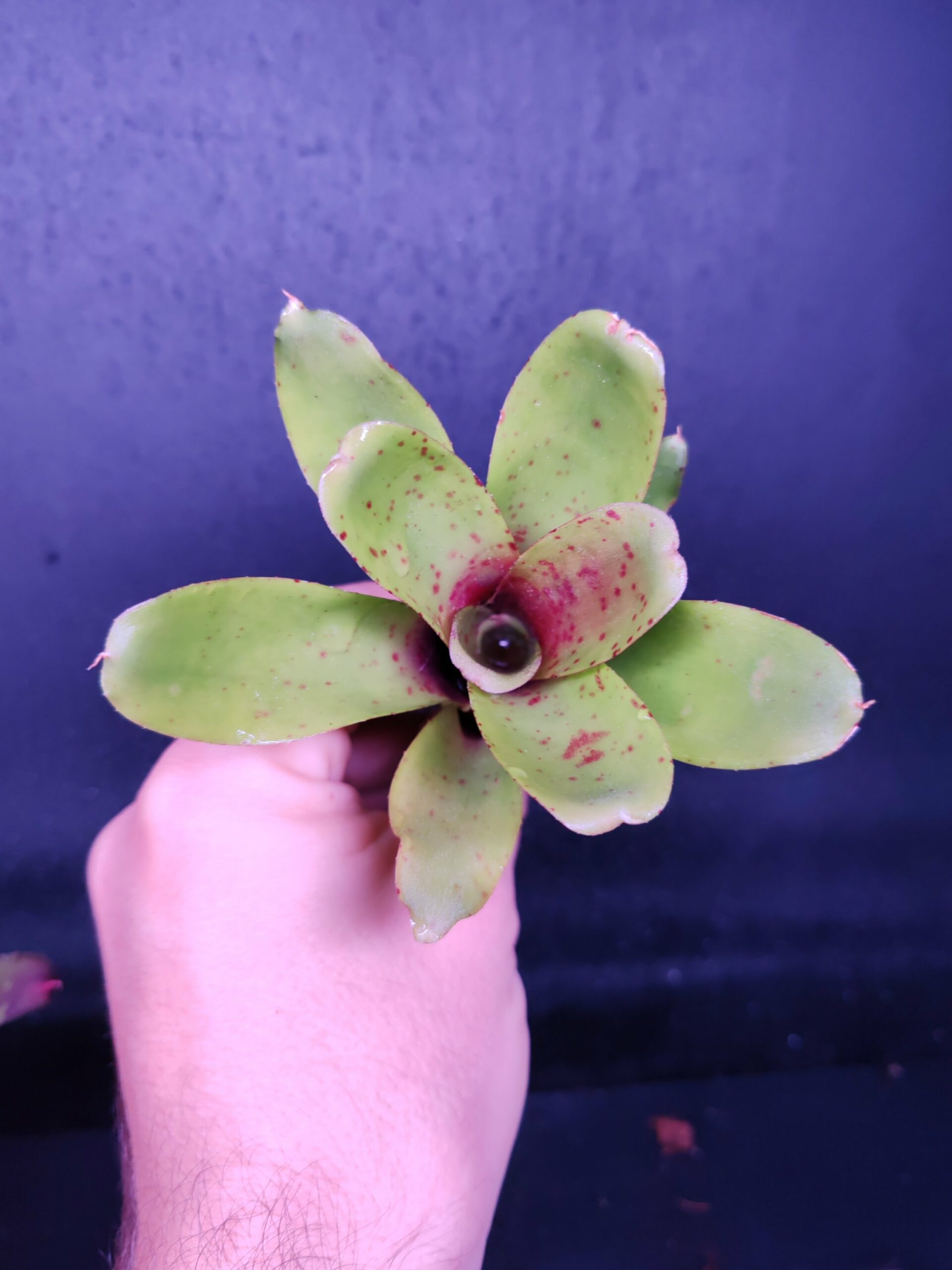 Neoregelia Narciss