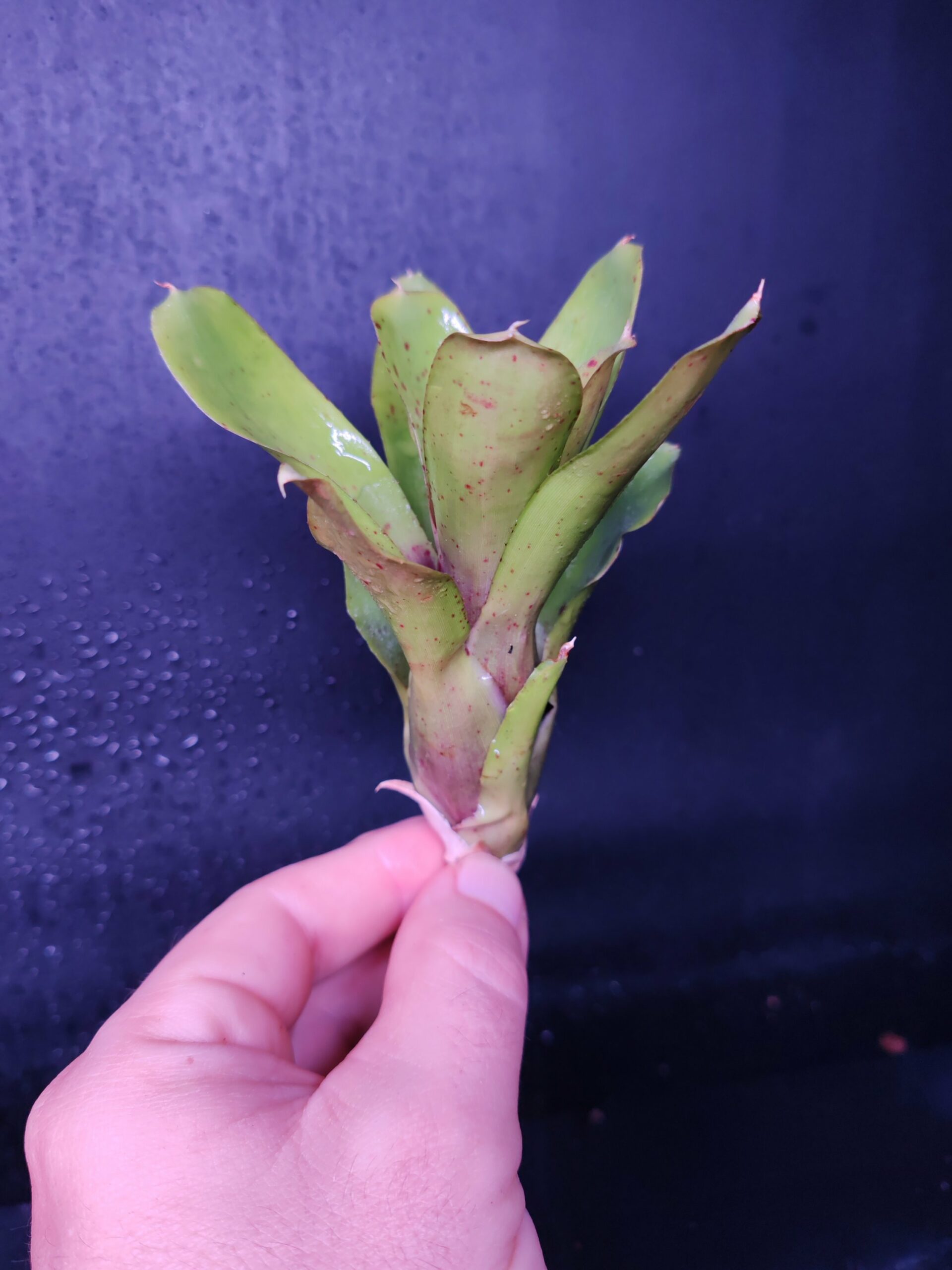 Neoregelia Narciss – Image 2