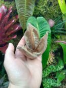 Gousse ou fleur de Sororoca à l'unité
