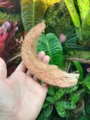Grosse écorce de coco à l'unité