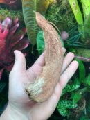 Grosse écorce de coco à l'unité