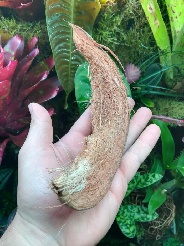 Grosse écorce de coco à l'unité – Image 2