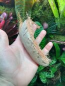 Grosse écorce de coco à l'unité