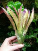 Neoregelia Goji