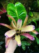 Neoregelia Goji
