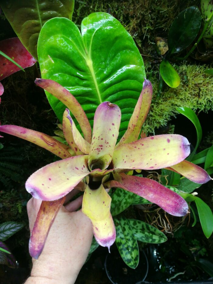 Neoregelia Goji – Image 2