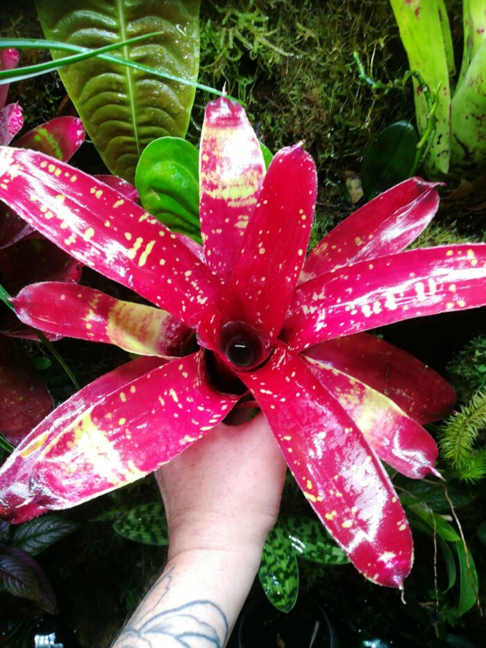 Neoregelia Gezpacho