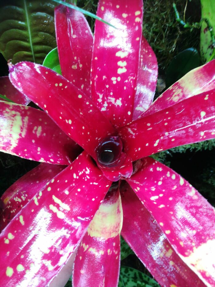 Neoregelia Gezpacho – Image 2