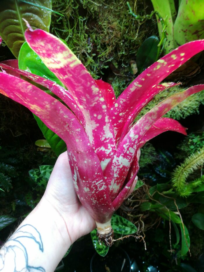 Neoregelia Gezpacho – Image 3
