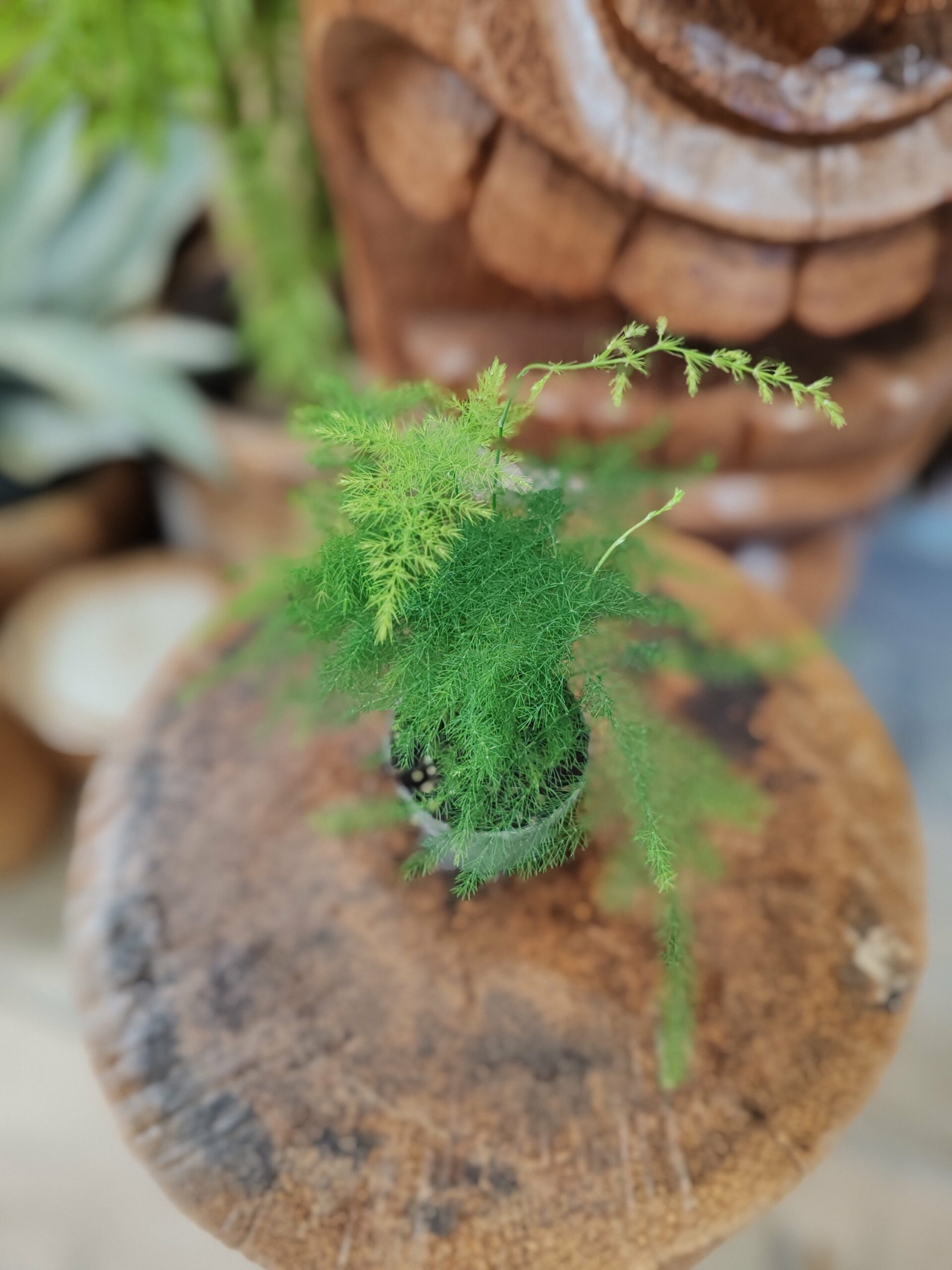 Asparagus Setaceus – Image 2