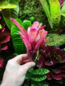 Neoregelia Fireball spotted