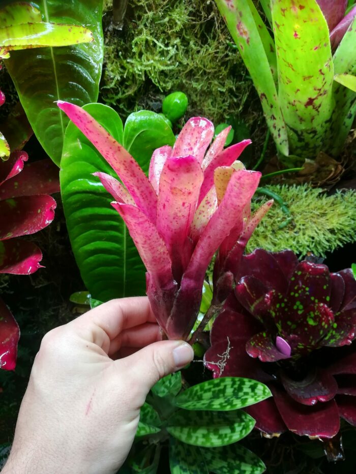 Neoregelia Fireball spotted – Image 2