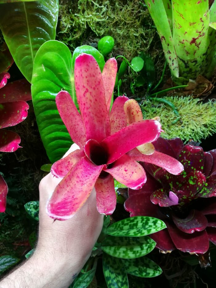 Neoregelia Fireball spotted