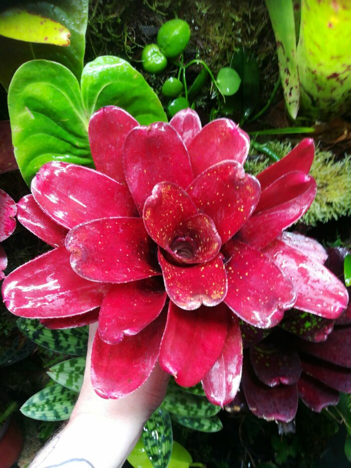 Neoregelia Hybrid