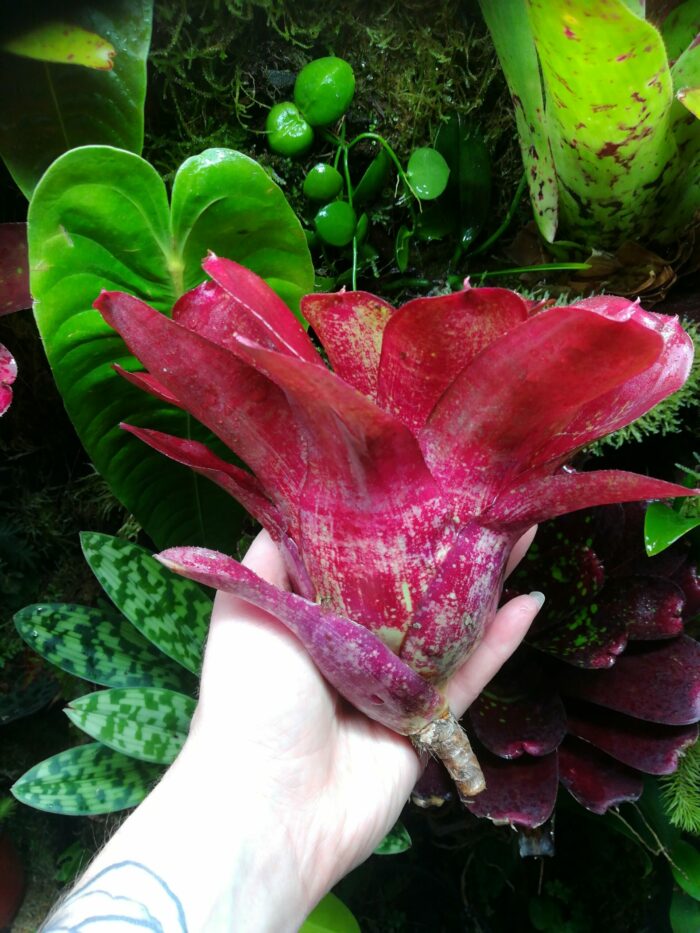 Neoregelia Hybrid – Image 3