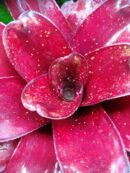 Neoregelia Hybrid