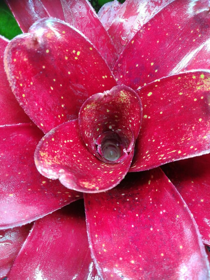 Neoregelia Hybrid – Image 2