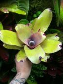 Neoregelia Ninja Pink