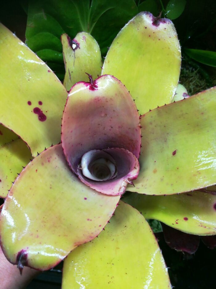 Neoregelia Ninja Pink – Image 2